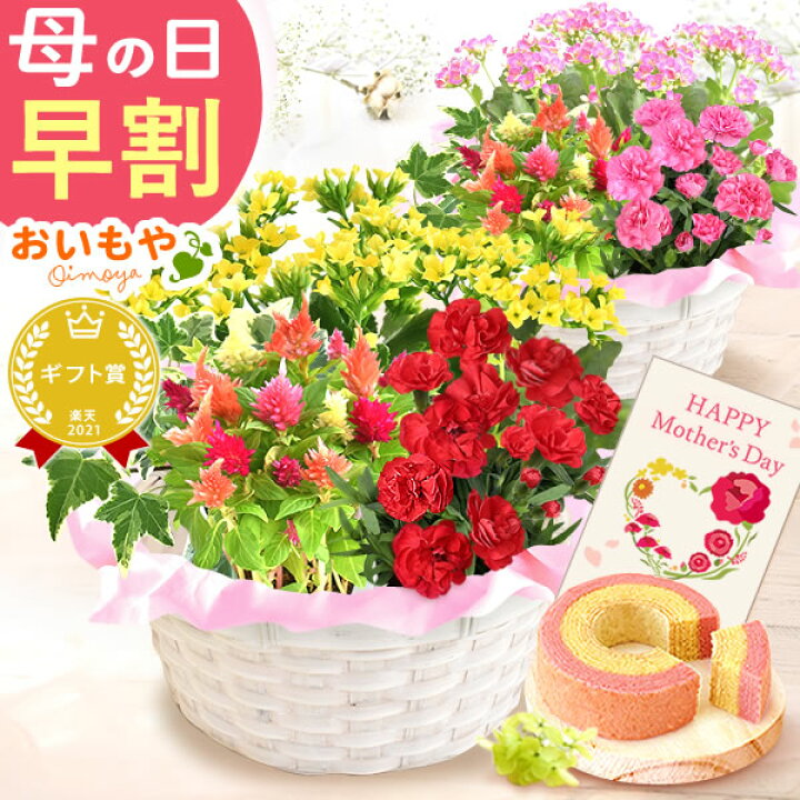 楽天市場 今の早割11日まで 母の日 プレゼント 花 ギフト カーネーション カランコエ 生花 鉢植え 寄せ植え 送料無料 スイーツ ギフトセット 静岡 おいもや