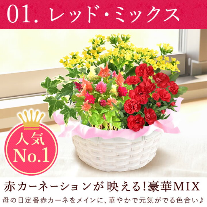 楽天市場 今の早割11日まで 母の日 プレゼント 花 ギフト カーネーション カランコエ 生花 鉢植え 寄せ植え 送料無料 スイーツ ギフトセット 静岡 おいもや