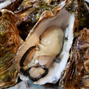  y qCY Hp kt y LY 15 LY ~O {͂  Ε  kCE ʓr800~