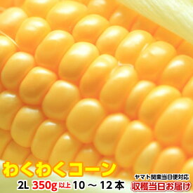 【20％OFF】送料無料 とうもろこし トウモロコシ わくわく 4kg箱 2L 350g以上 10〜12本 茨城県 産直 朝採り 当日出荷 corn