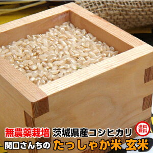  5kg _͔|  RVqJ ߘa7N ֌񂿂̂Ⴉ  5kg Ђ Mtg 錧Y _ S S ̓