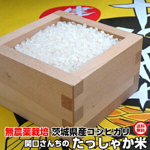 5kg _͔|  RVqJ ߘa7N ֌񂿂̂Ⴉ  5kg Ђ Mtg 錧Y _ S S ̓