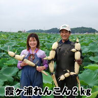 敬老の日 れんこん ギフト レンコン 土浦 霞ヶ浦れんこん 約2kg 蓮根 保存 方法 長持ち 贈答用 国産 茨城…