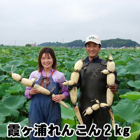 【10％OFF クーポン】寒中見舞い れんこん ギフト レンコン 土浦 霞ヶ浦れんこん 約2kg 蓮根 保存 方法 長持ち 贈答用 国産 茨城県産 送料無料 産地直送 lotus root 父の日