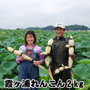 񂱂 Mtg R yY Y񂱂 2kg @ ۑ @  p Y 錧Y  Yn lotus root ̓