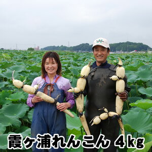 񂱂 Mtg R yY Y񂱂 4kg @ ۑ @  p Y 錧Y  Yn lotus root ̓