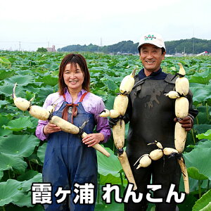 yXő |Cg 10{z񂱂 Mtg R yY Y񂱂 2kg @ ۑ @  p Y 錧Y  Yn lotus root ̓
