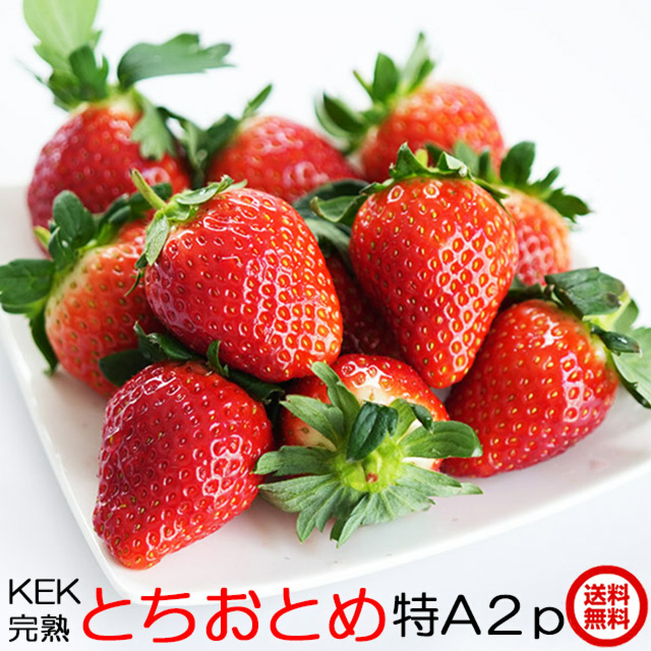 茨城県産 いちご 各種 予約受付中！