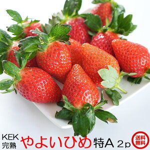 y12/3 19` 10OFF N[|z Mtg C`S  悢Ђ 嗱(A) 2pbN p  Mtg ̂ n t[c   ̓