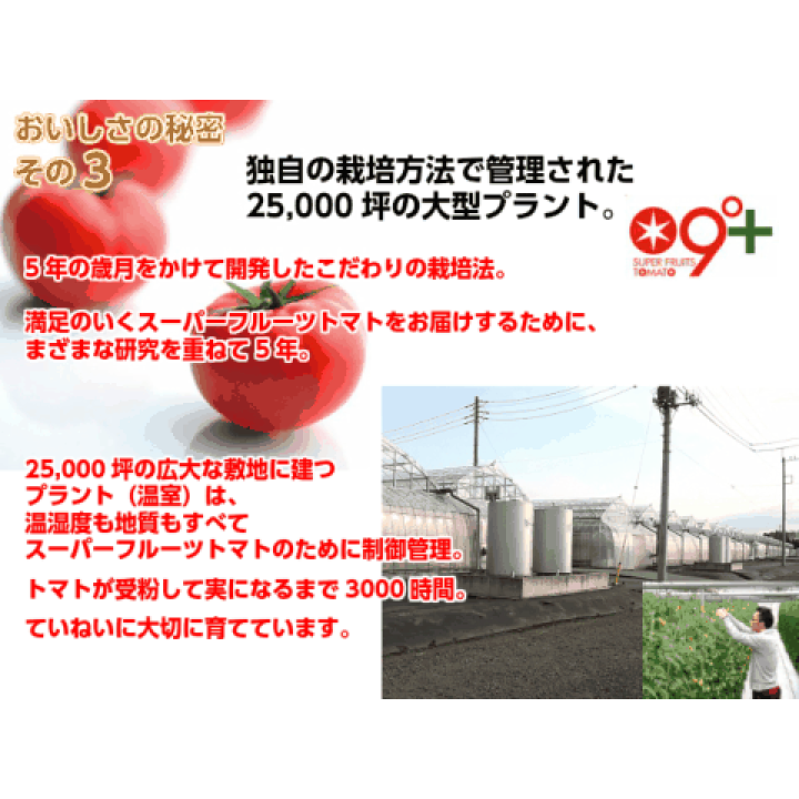 楽天市場】【店内最大 ポイント 10倍】フルーツトマト ギフト