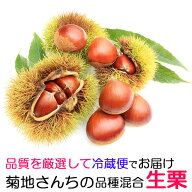 栗 茨城県 生栗 くり クリ 送料無料 菊地さんちの 無燻蒸 生栗 5kg箱 ギフト 筑波 丹沢 贈り物 贈答用 産…