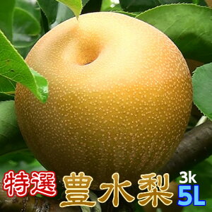  L Mtg Ȃ n L I 5Lȏ 3kg  p v[g 錧Y a Japanese pear ̓