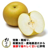 【100円OFF クーポン】梨 幸水/豊水/新高/新興 なし 完熟梨 (秀) M以上〜6L 5kg箱 送料無料 茨城県産 ご…