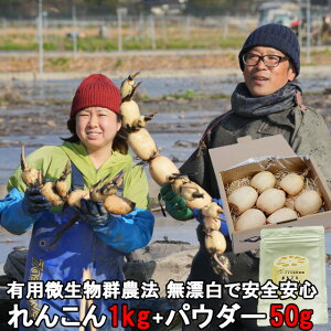 れんこん パウダー レンコン 約1kg+れんこんパウダー 50g×1パック 粉れんこん れんこん 保存 方法 長持ち パウダー 蓮根 パウダー 茨城 土浦 霞ヶ浦 送料無料 すずき蓮根農園 父の日