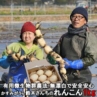 敬老の日 れんこん レンコン 約1kg 茨城 土浦 霞ヶ浦 レンコン 蓮根 ご家庭用 レンコン 保存 方法 長持ち…