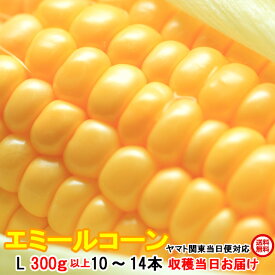 【20％OFF】送料無料 とうもろこし トウモロコシ エミールコーン 4kg箱 2L 350g以上 10～12本 茨城県 産直 当日出荷 corn
