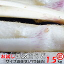 ウド お試し 訳あり 送料無料 独活 うど 桜井 柔らか 筑波 白うど バラ詰め 約1.5kg サイズお任せ 不揃い 茨城 産地直…