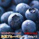 ブルーベリー 冷凍 1kg (500g×2) お中元 ギフト 贈答用 茨城県 送料無料 産地直送 食物繊維 抗酸化作用 アントシアニン 父の日