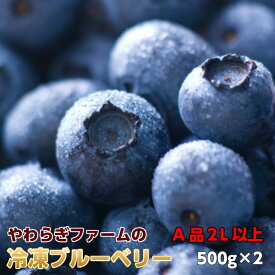 ブルーベリー 冷凍 1kg (500g×2) お中元 ギフト 贈答用 茨城県 送料無料 産地直送 食物繊維 抗酸化作用 アントシアニン 父の日