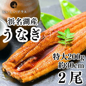 yOcVFtIԁIzp lYȂ 1200g×2Zbg TCY30Z` Ă Ă V Ղ Y Ⓚ Mtg Y v[g  Rt ϔ 