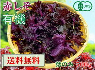 【6月3日から発送開始】大分県産　有機　オーガニック　赤しそ（赤紫蘇）赤シソ　葉のみ500g【送料無料】
