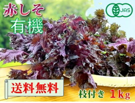 【6月3日から発送開始】2026年　大分県産　有機　オーガニック　赤しそ（赤紫蘇）　枝付き　1kg【送料無料】赤シソ