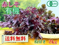 【6月3日から発送開始】大分県産　有機　オーガニック　赤しそ（赤紫蘇）　枝付き　2kg【送料無料】赤シソ