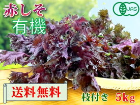 【6月1日から発送開始予定】大分県産　有機　オーガニック　赤しそ（赤紫蘇）　枝付き　5kg【送料無料】赤シソ