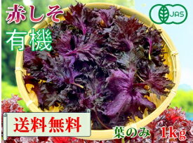 【6月1日から発送開始予定】大分県産　有機　オーガニック　赤しそ（赤紫蘇）【送料無料】赤シソ　葉のみ1000g