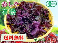 【6月3日から発送開始】大分県産　有機　オーガニック　赤しそ（赤紫蘇）【送料無料】赤シソ　葉のみ2000g