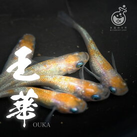 王華 成魚 2ペア オス2匹 メス2匹 メダカ 販売 生体 めだか 改良メダカ ラメ 紅白 生体 上見 観賞魚 初心者 品種 種類 セット 人気 ビオトープ 生体 観賞魚 販売 初心者 人気 水槽 飼育 セット 餌 容器 種類 ヒーター 室内 屋外 旧店舗名：おおいた水辺のラボ