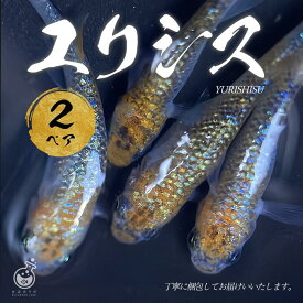 ユリシス 成魚 2ペア オス2匹 メス2匹 めだか 送料無料 改良メダカ ラメ 黄 青 上見 観賞魚 初心者 品種 種類 セット 人気 ビオトープ 生体 観賞魚 販売 初心者 人気 水槽 飼育 セット 餌 容器 種類 ヒーター 室内 屋外 旧店舗名：おおいた水辺のラボ お買い物マラソン