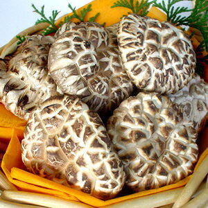 啪Y؊őԂǂ150g