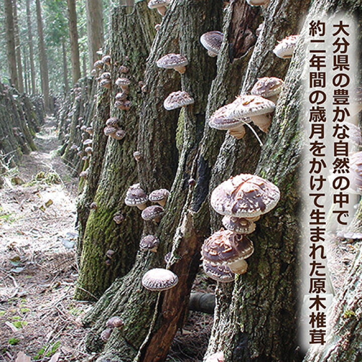 楽天市場】大分産どんこ椎茸 ☆しいたけランキング入賞☆大分県産原木乾しいたけ100%【送料無料】どんこ65gおためしセット : アットマーク大分しいたけ 楽天市場】大分産どんこ椎茸 ☆しいたけランキング入賞☆大分県産原木乾しいたけ100%【送料無料】どんこ65gおためしセット : アットマーク大分しいたけ