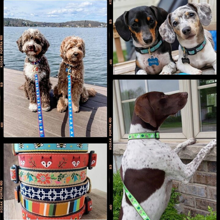 楽天市場 2点購入で10 Offクーポン 犬用 首輪 ワンタッチバックル アップカントリー アボカド 可愛い おしゃれ Up Country デザイン豊富 T Xs S M L Xl 小型犬用 中型犬用 大型犬用 野菜 食べ物 キュート オジコペット