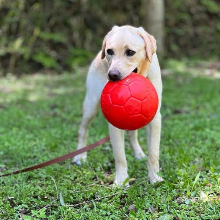 楽天市場 サッカーボール Lサイズ Jolly Soccer Ball犬用 ボール おもちゃ 壊れない 頑丈 丈夫 噛むおもちゃジョリーボール ジョリーペットjolly Pets 大型犬 中型犬 弾む 水に浮く オレンジ ブルー グリーン オジコペット