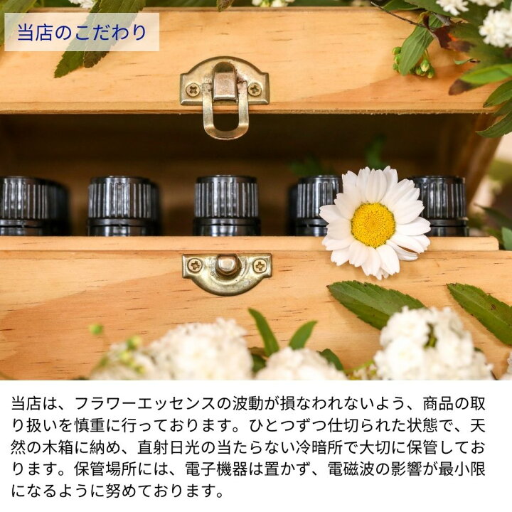 楽天市場】磯野菊 (Isonogiku) フラワーエッセンスフラワーエッセンス 