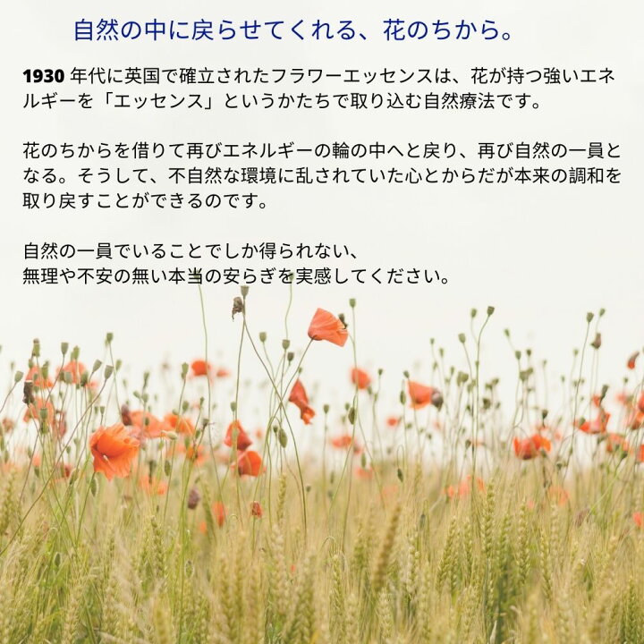 楽天市場】磯野菊 (Isonogiku) フラワーエッセンスフラワーエッセンス 