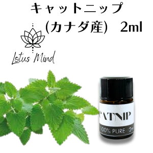 Lbgjbv  [2ml] GbZVIC I[KjbN VR Ji_Y L ܂ [^X}Ch