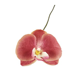 �A�~���[�t�@���m #42 APRICOT ���A�[�e�B�t�B�V���� / ���� / ����