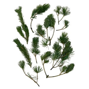 ܗt@TCYA\[g@O[ }t / }t /  / vU[uh