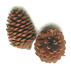 }eB}R[@i`@3R VRf / NX}X / ڂ聄