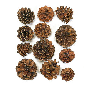 JT TCYA\[g i` 20R VRf / NX}X / ڂ聄