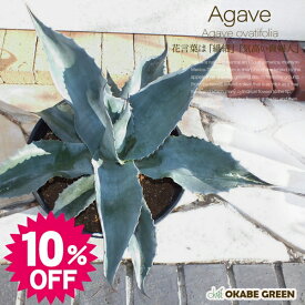 【スーパーセール10%OFF】 観葉植物 大型 屋外 アガベ オバティフォリア 10号【現品】黒セラアート鉢 希少品種 レア 多肉植物 受皿付 おしゃれ ロックガーデン 鉢植え 地植え お祝い 開店祝い ギフト プレゼント かっこいい インテリア 送料無料