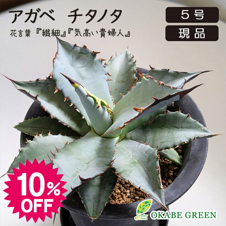 楽天市場】【スーパーセール10％OFF】 観葉植物 大型 屋外 アガベ 
