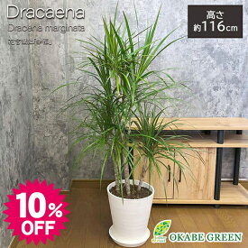 【スーパーセール10%OFF】 父の日 ギフト プレゼント 観葉植物 ドラセナ コンシンネ マジェンタ 8号 白セラアート鉢 受皿付 おしゃれ 開店祝い 鉢植え 人気 お祝い 誕生日 お歳暮 ギフト プレゼント 贈り物 インテリア 送料無料 [白7]