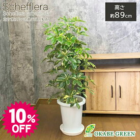 【スーパーセール10%OFF】 父の日 ギフト プレゼント 観葉植物 シェフレラ ホンコンカポック 斑入り 7号 ライトブルー鉢 受皿付 ヤドリフカノキ おしゃれ 開店祝い 鉢植え 人気 お祝い 誕生日 父の日 ギフト プレゼント 贈り物 インテリア 送料無料 [白6]