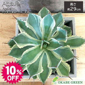 【スーパーセール10%OFF】 父の日 ギフト プレゼント 観葉植物 アガベ 吉祥冠錦 選べる樹形 セメント器 多肉植物 おしゃれ 開店祝い 開店祝い 鉢植え お祝い 誕生日 父の日 ギフト プレゼント 贈り物 インテリア 送料無料