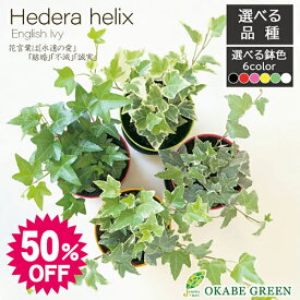 【スーパーセール50%OFF】 観葉植物 アイビー 3.5号 カラープラスチック鉢 黒皿付 ホワイトワンダー ピッツバーグ エスター グレーシャ おしゃれ 開店祝い 開店祝い 鉢植え 人気 お祝い 誕生日 父の日 ギフト プレゼント 贈り物 インテリア 送料無料 [黒2]