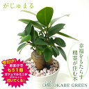 【夏休み企画アウトレット1鉢おまけ付き8/31まで】 ガジュマル 観葉植物 小さい ミニ フィカス 白セラアート鉢 3号 ラッピング無料 がじゅまる ガジュマルの木 おしゃれ 誕生日 ギフト プレゼント お祝 開店祝い 送料無料